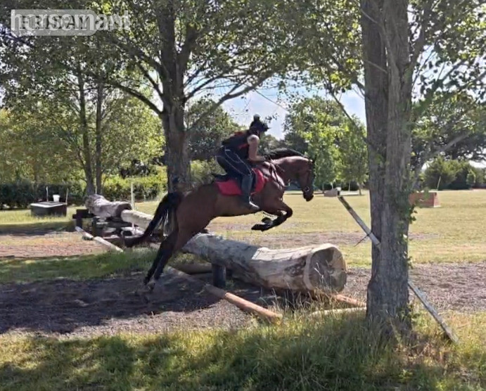 "Dream" Bay Gelding Ex Racehorse in Swindon