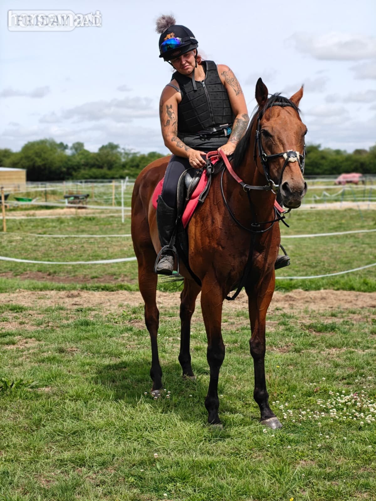 "Dream" Bay Gelding Ex Racehorse