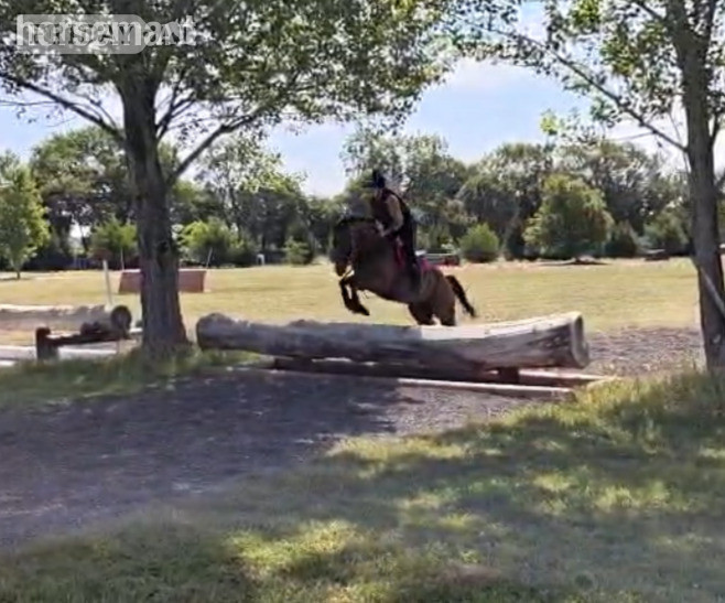 "Dream" Bay Gelding Ex Racehorse