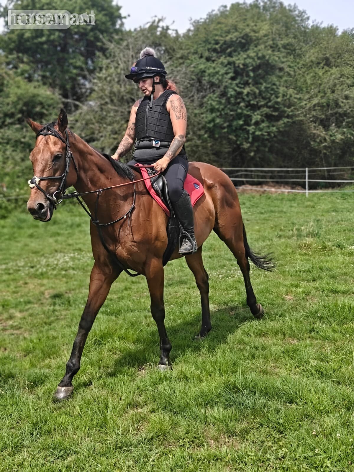 Swindon "Dream" Bay Gelding Ex Racehorse