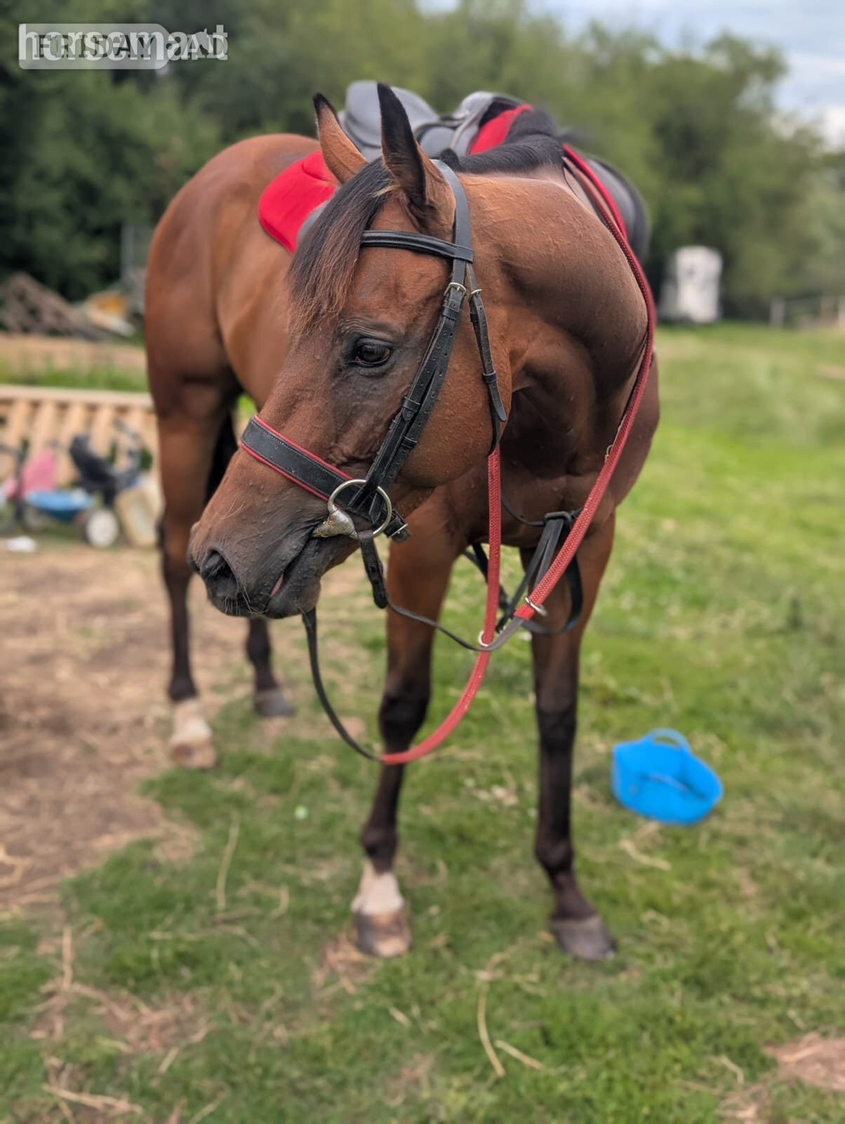 Swindon "Dream" Bay Gelding Ex Racehorse