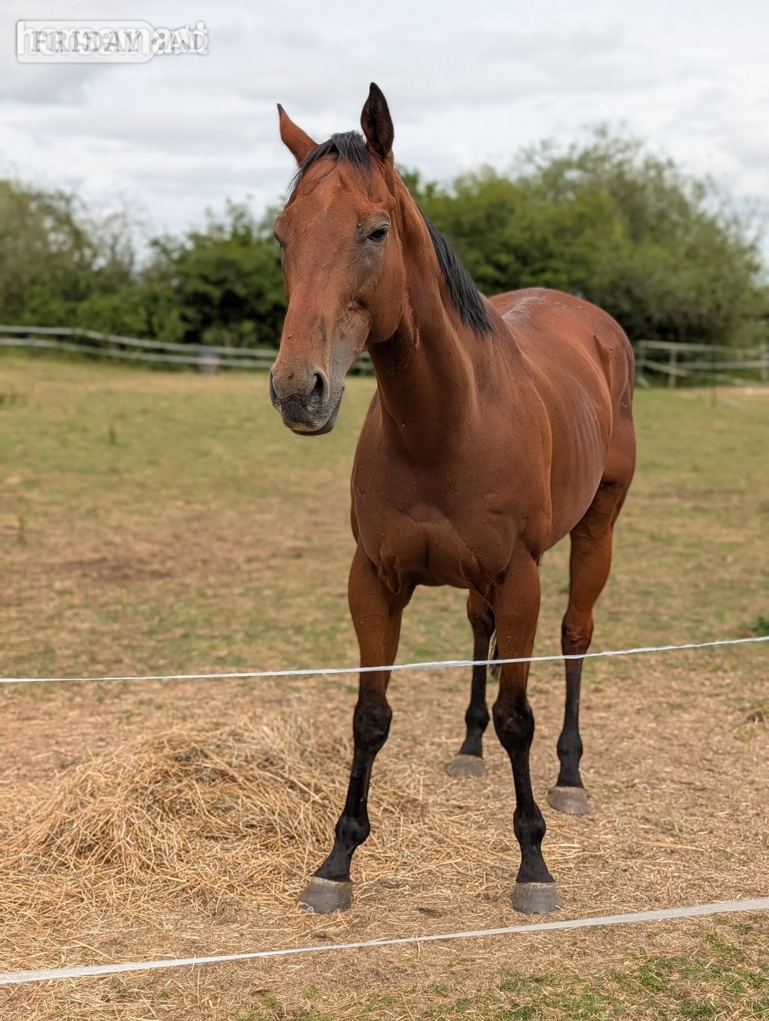 "Dream" Bay Gelding Ex Racehorse -  in Swindon