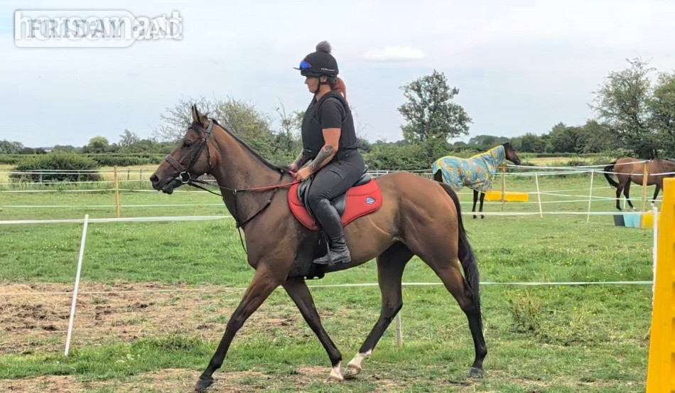 "Dream" Bay Gelding Ex Racehorse - Horses in Swindon