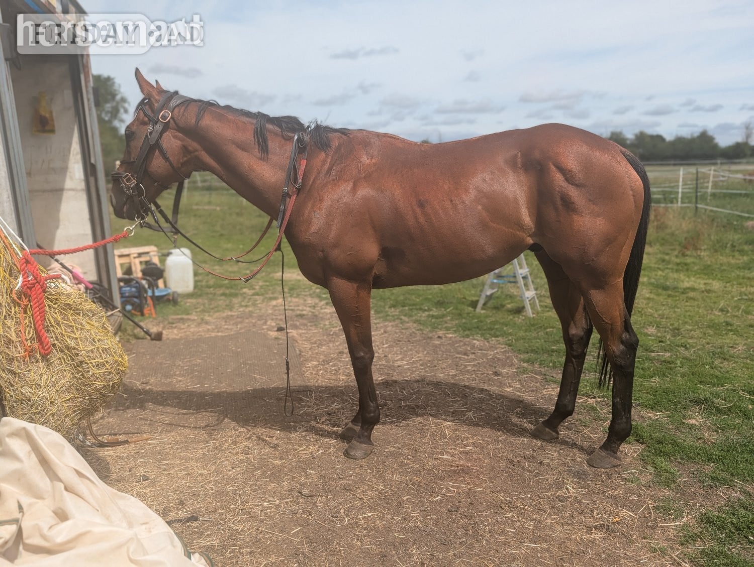 "Dream" Bay Gelding Ex Racehorse - 