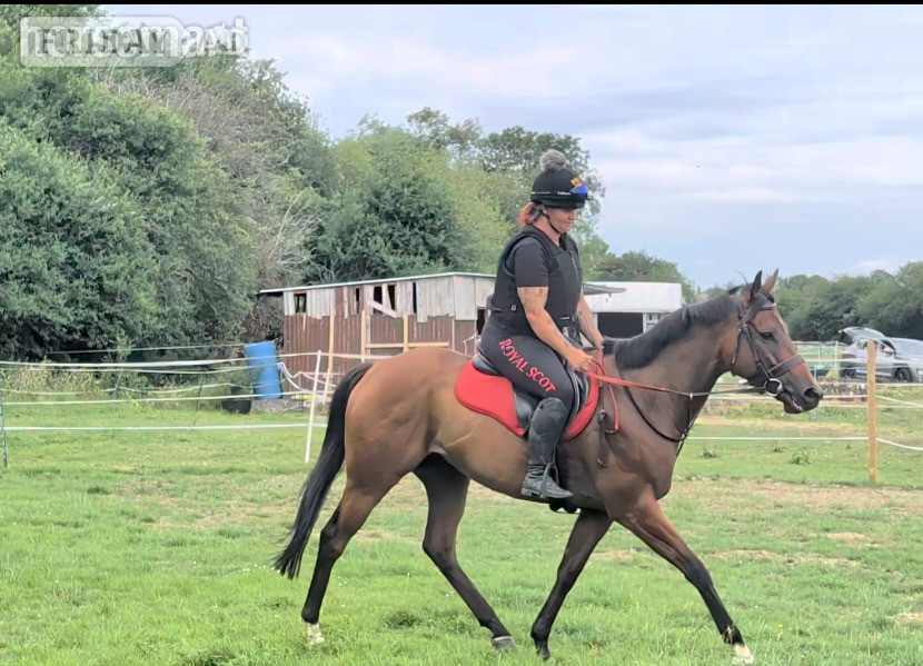 "Dream" Bay Gelding Ex Racehorse - Horses
