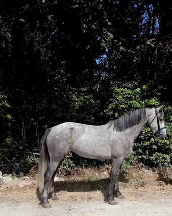 "Ettie " Dapple Grey Mare Young Sport Horse