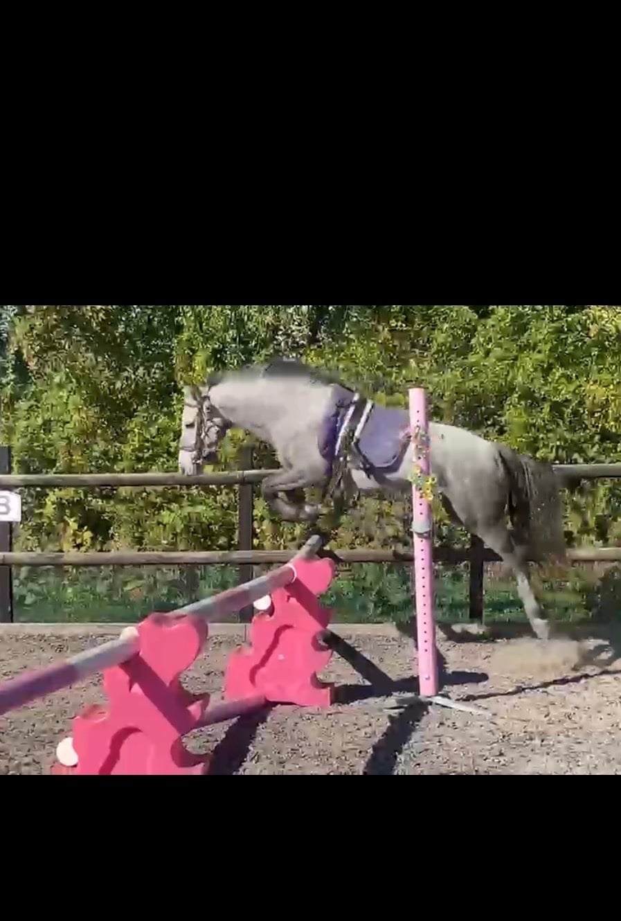 "Ettie " Dapple Grey Mare Young Sport Horse