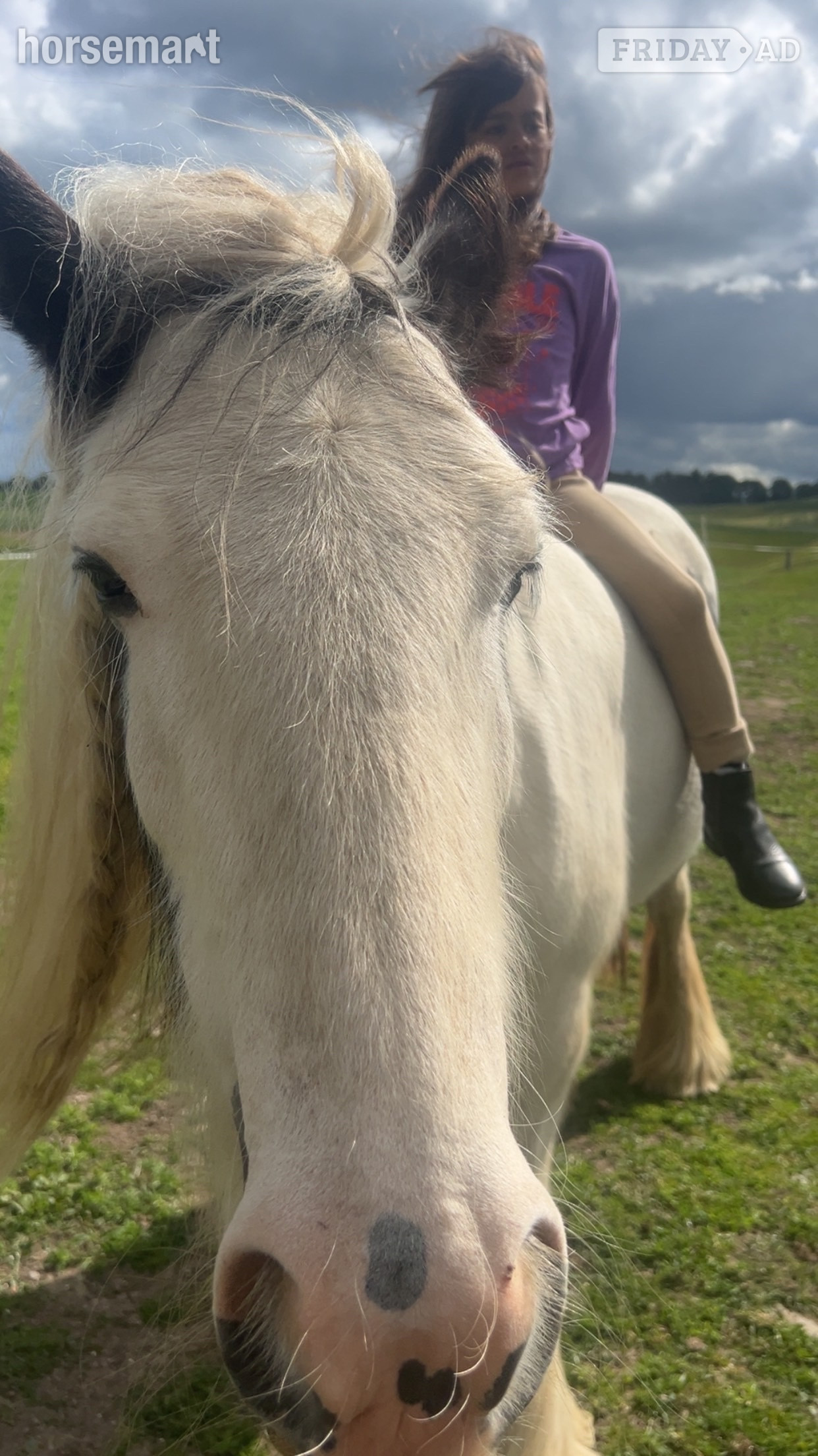 "Molly" Piebald Mare Cob/Heavy Horse