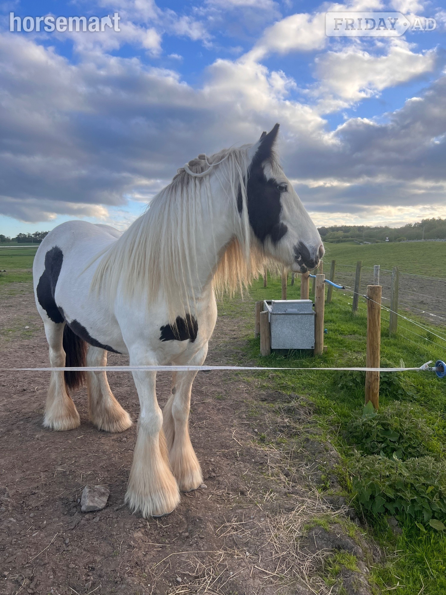 "Molly" Piebald Mare Cob/Heavy Horse - Horses in St Boswells