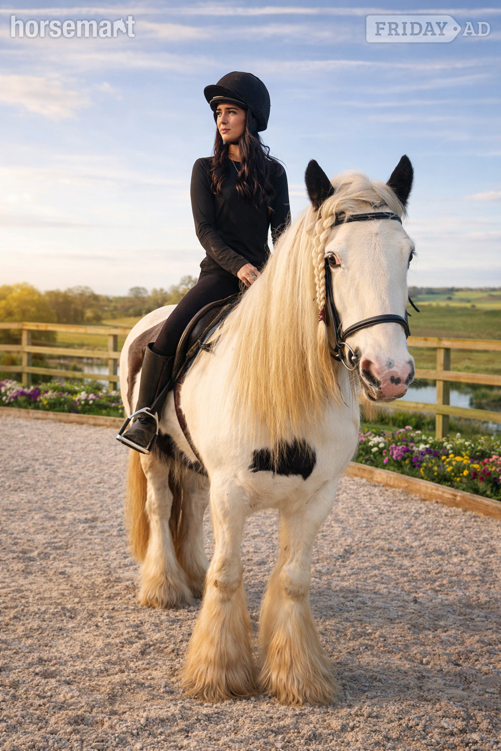 "Molly" Piebald Mare Cob/Heavy Horse - Horses