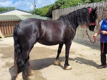 "Luna" Black Mare Broodmare