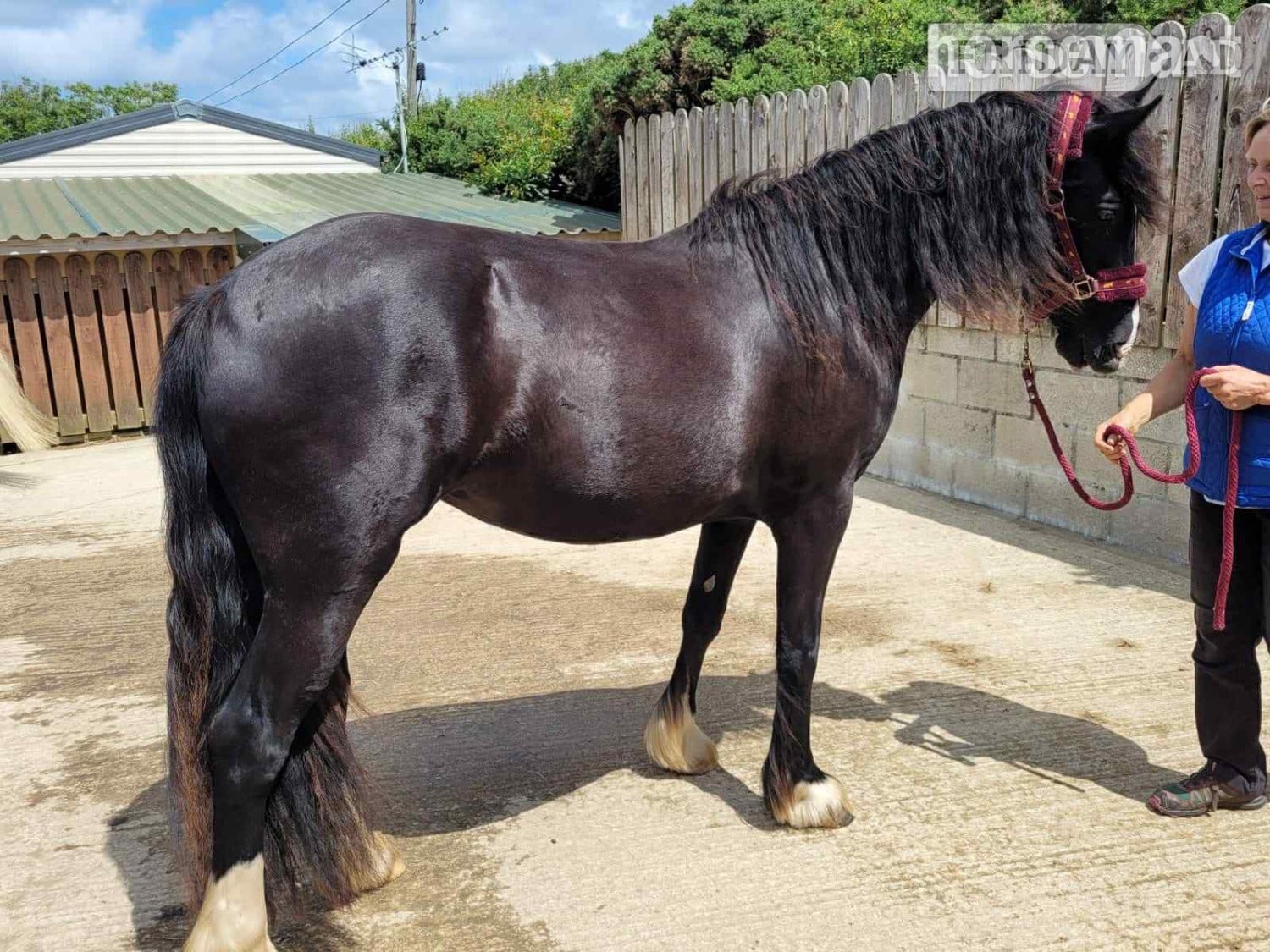 "Luna" Black Mare Broodmare in Bude