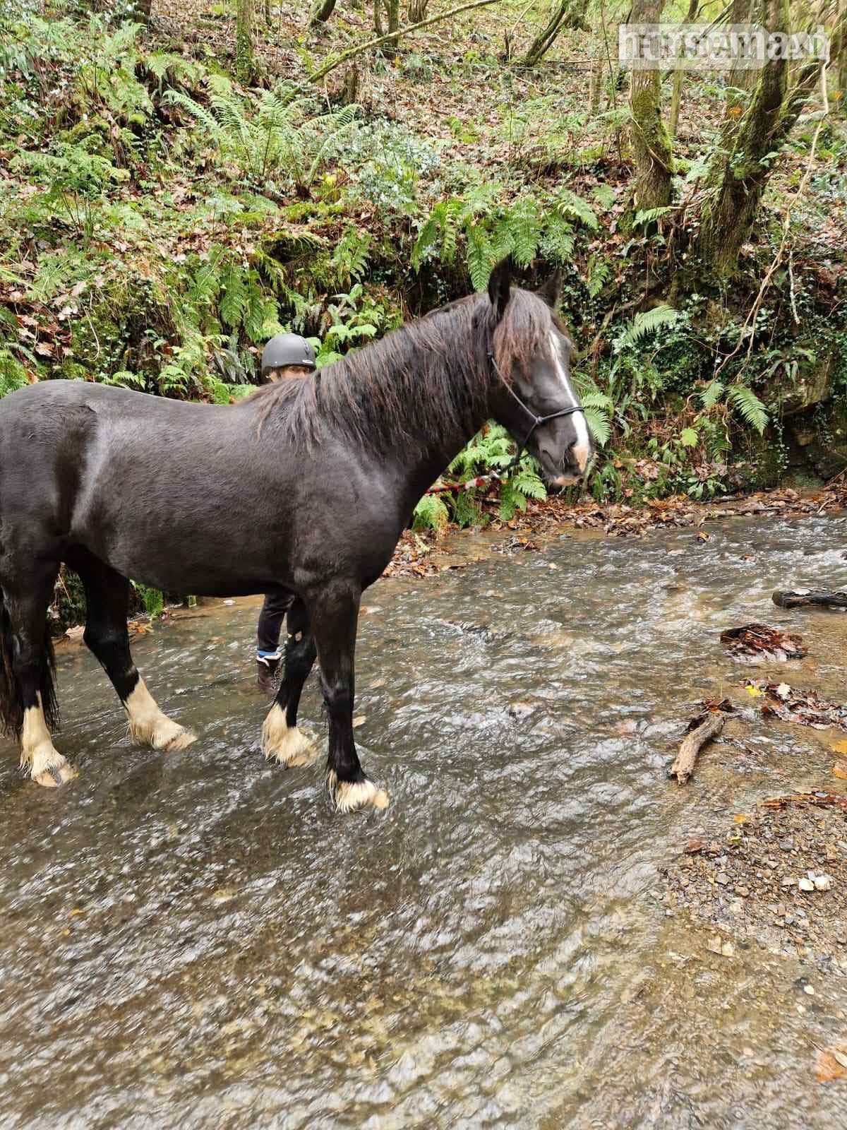 "Luna" Black Mare Broodmare