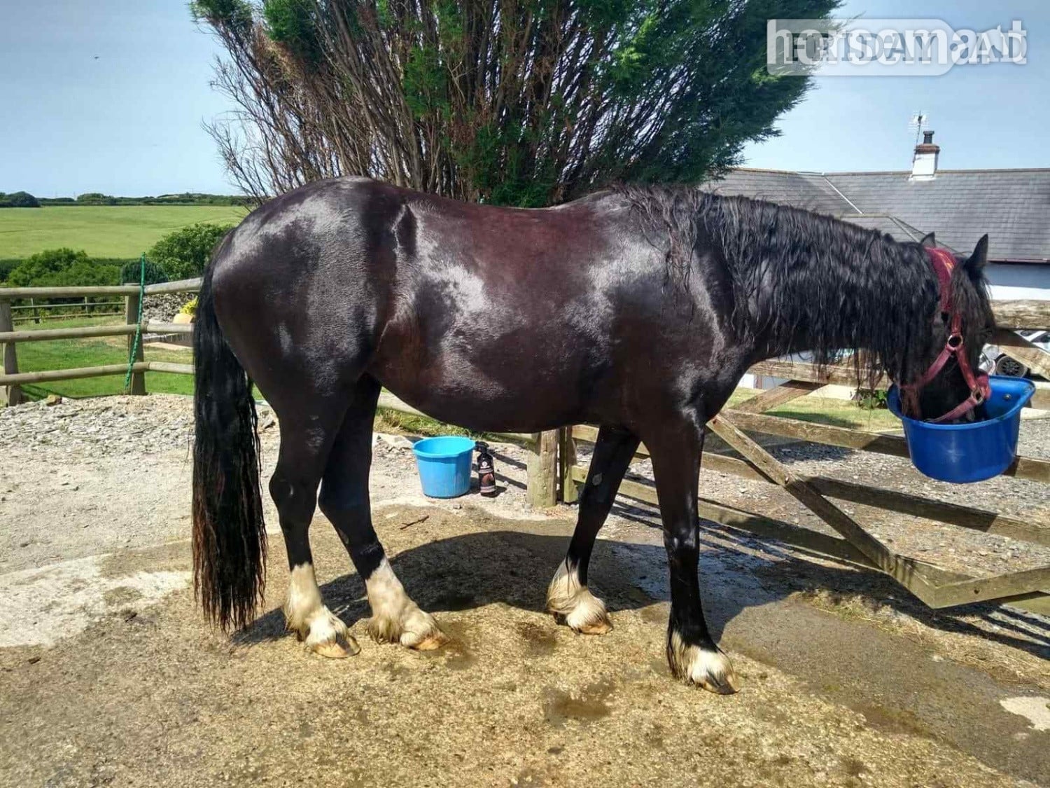 Bude "Luna" Black Mare Broodmare