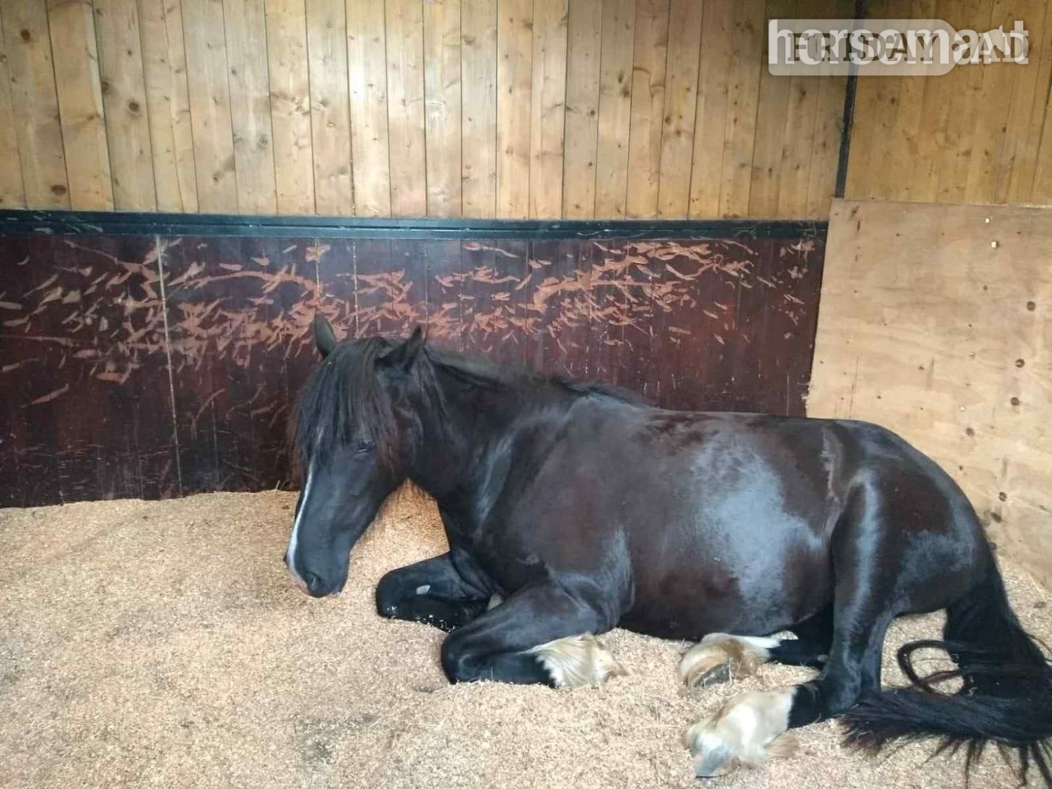 "Luna" Black Mare Broodmare - Horses in Bude