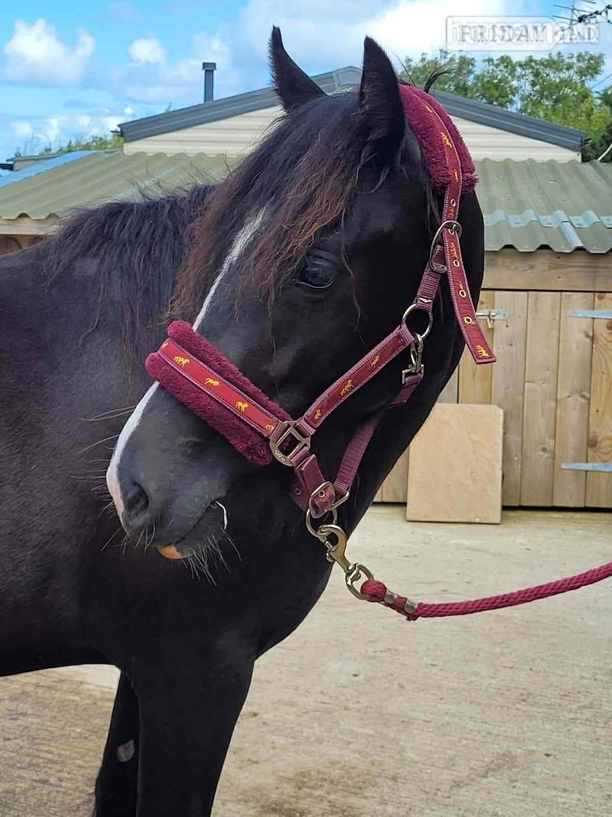 "Luna" Black Mare Broodmare - Horses