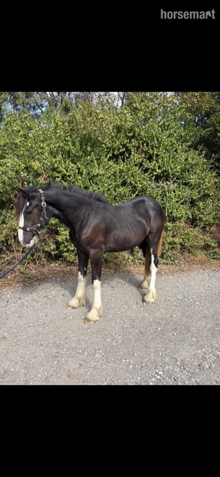 "Betty " Black Filly Cob/Heavy Horse