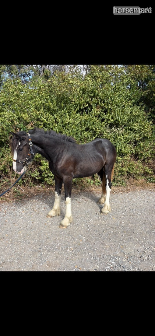 "Betty " Black Filly Cob/Heavy Horse in Sheffield