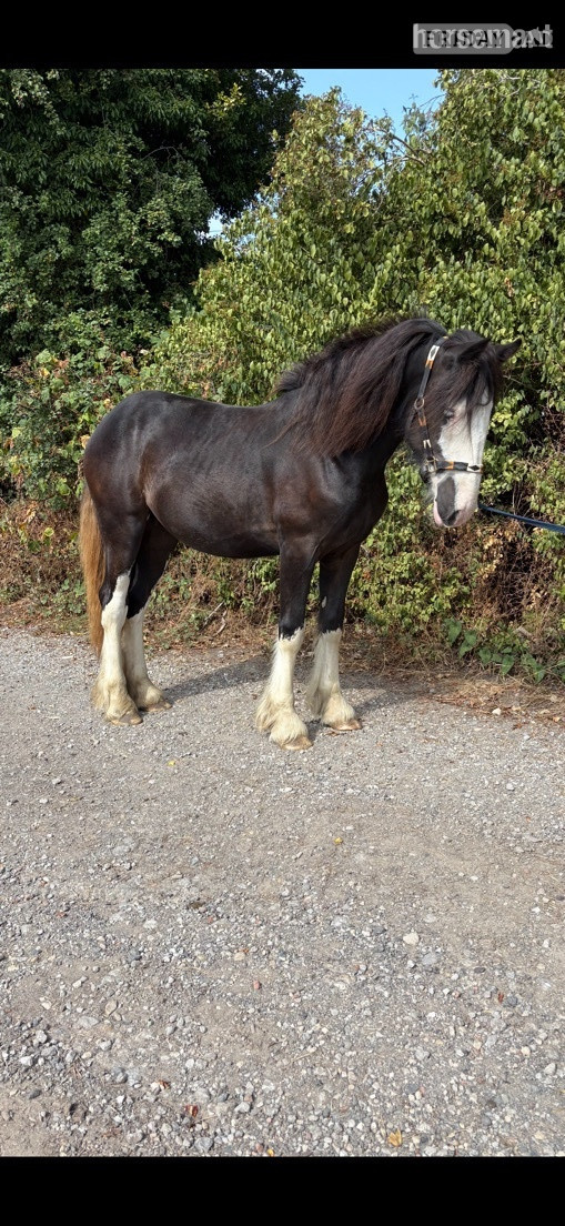 "Betty " Black Filly Cob/Heavy Horse