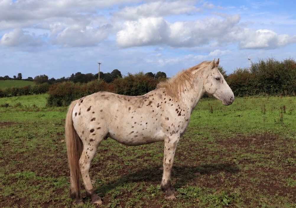 "Appaloosa colts"  Colt Youngstock / Foal