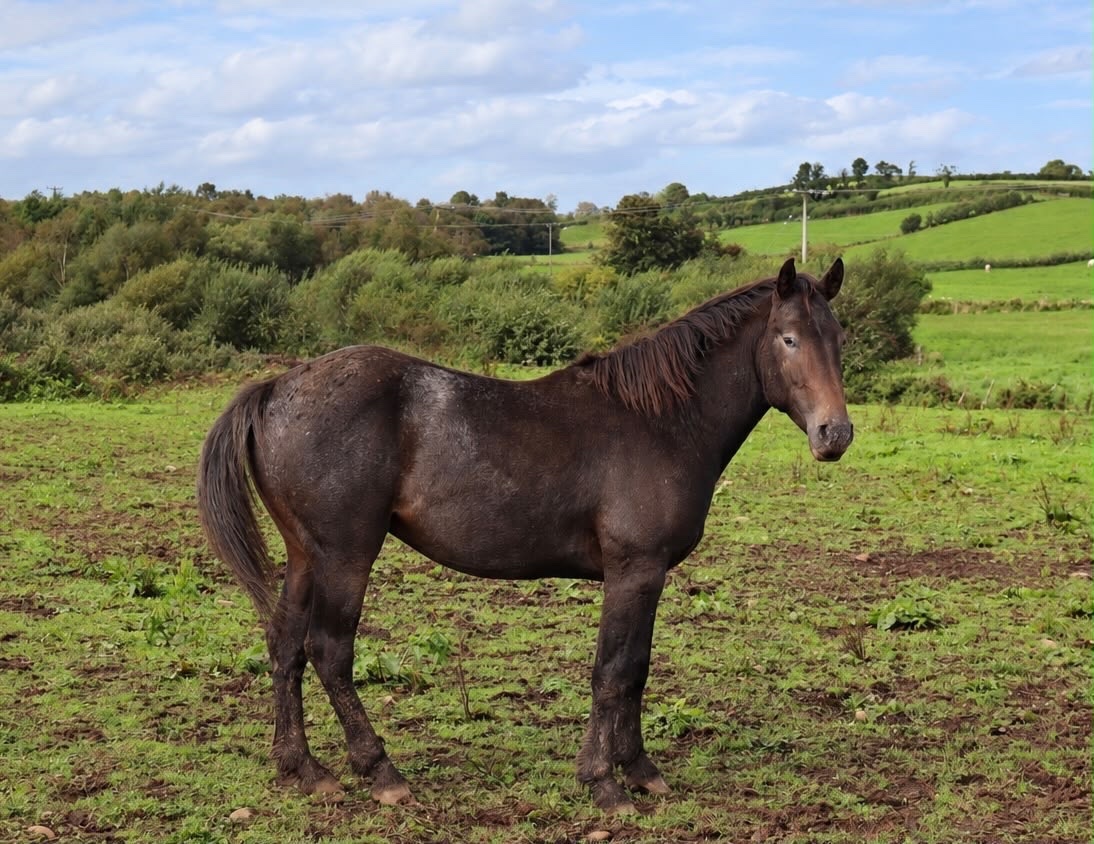 Coleraine "Appaloosa colts"  Colt Youngstock / Foal