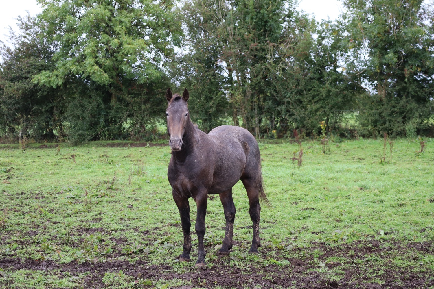 "Appaloosa colts"  Colt Youngstock / Foal - Horses in Coleraine