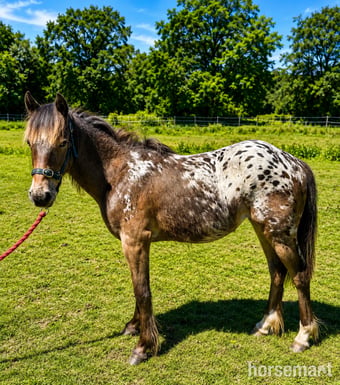"Dakota" Spotted Filly Youngstock / Foal