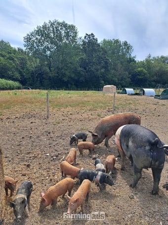 Pure Tamworth Weaners