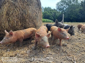 Pure Tamworth Weaners