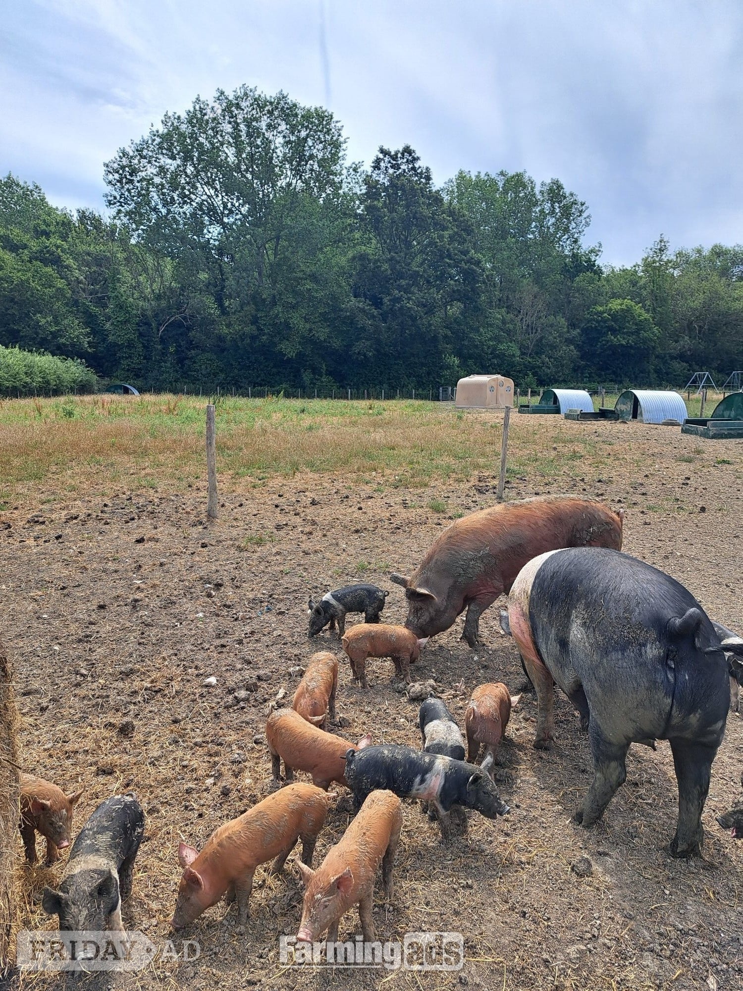 Pure Tamworth Weaners in Ashford