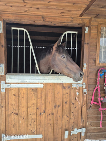 15hh Connie x TB Mare for Part Share