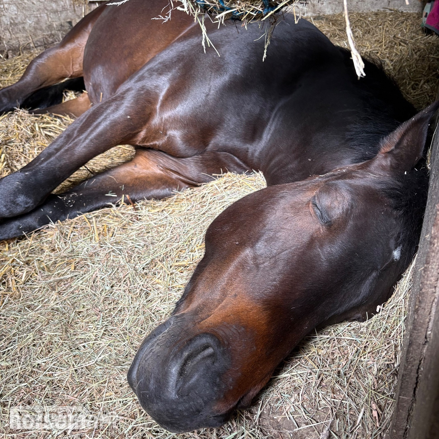 15hh Connie x TB Mare for Part Share