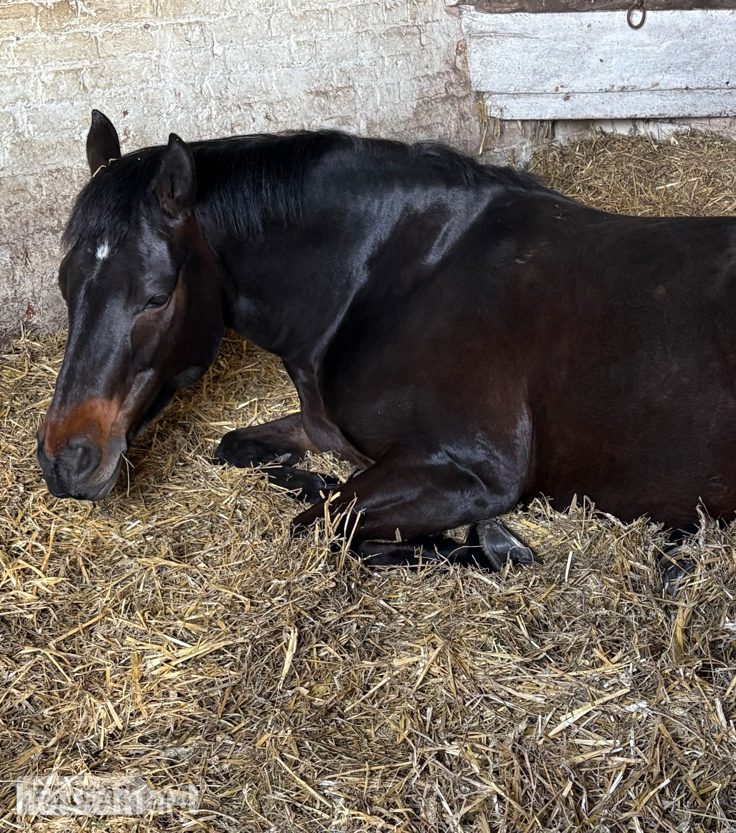 West Grinstead 15hh Connie x TB Mare for Part Share