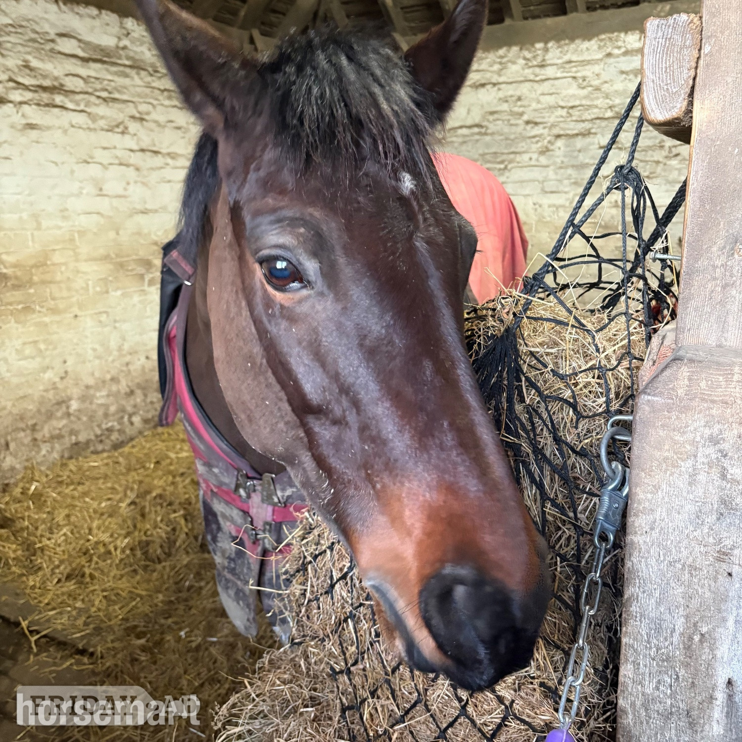 15hh Connie x TB Mare for Part Share - Horses in West Grinstead