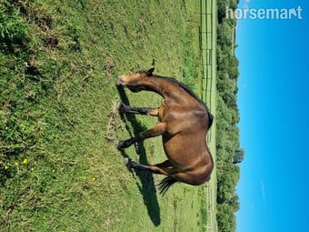 "Penant " Bay Gelding Veteran Horse