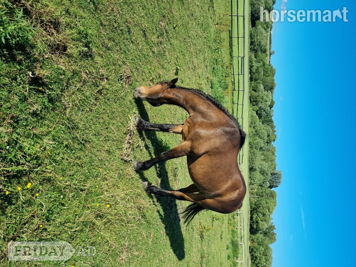 "Penant " Bay Gelding Veteran Horse in Bedford