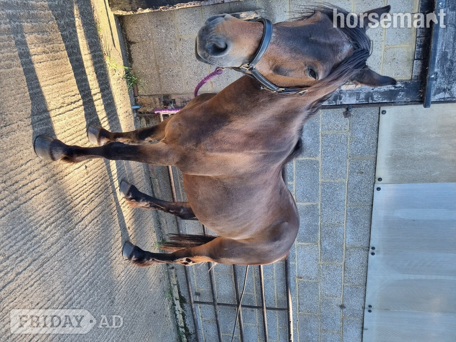 "Penant " Bay Gelding Veteran Horse