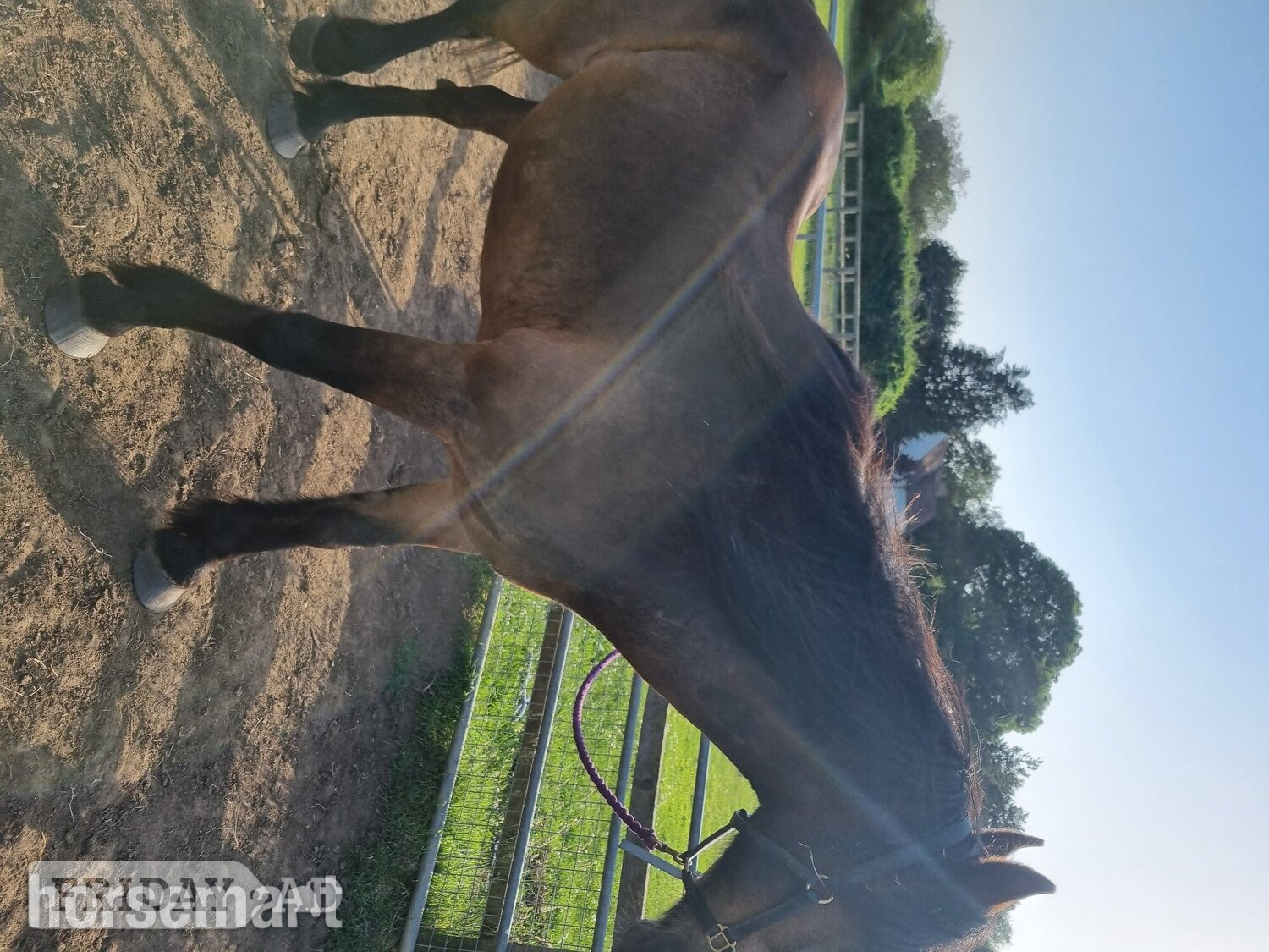 Bedford "Penant " Bay Gelding Veteran Horse
