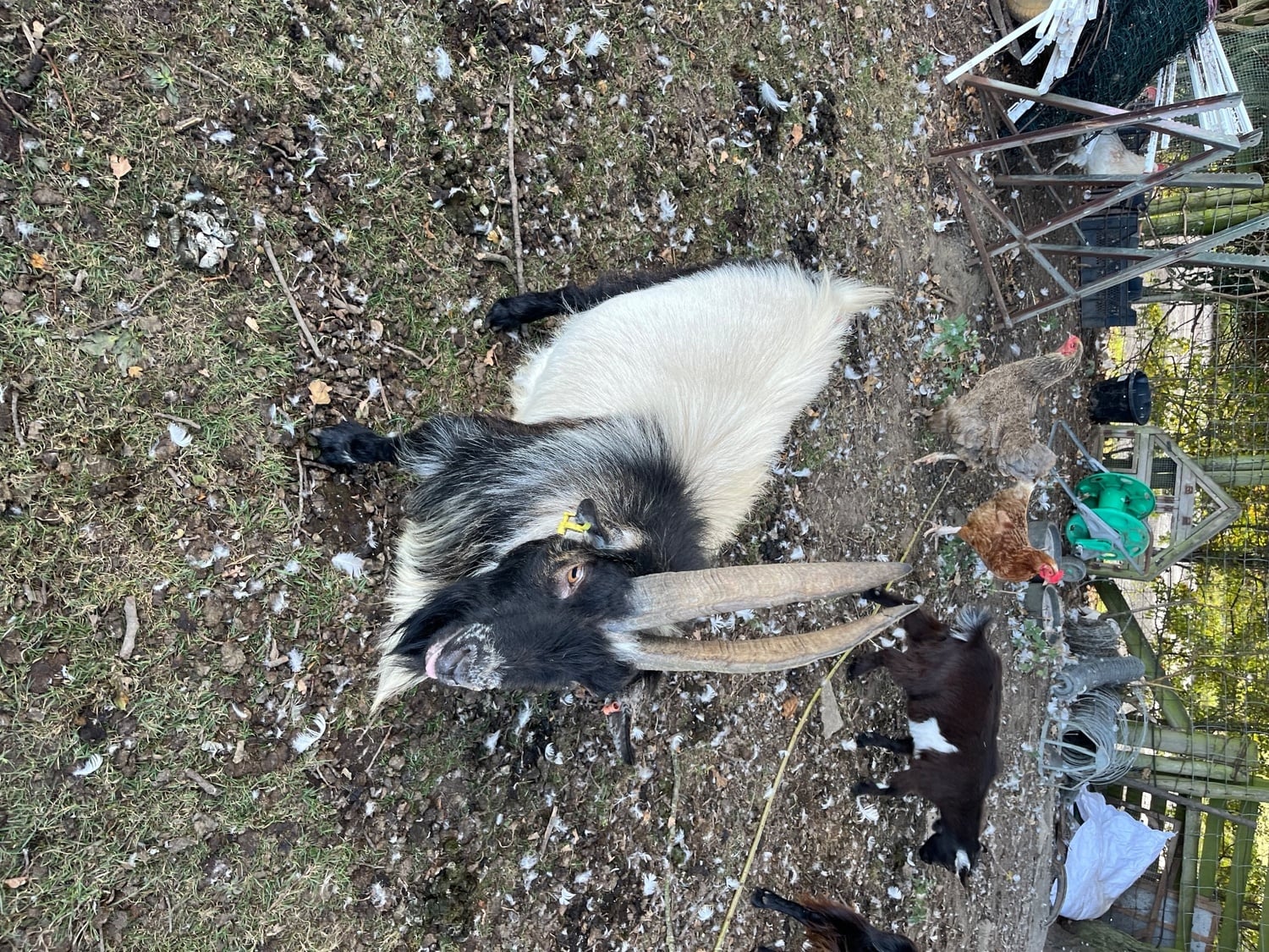 Durham Pygmy billy goat 