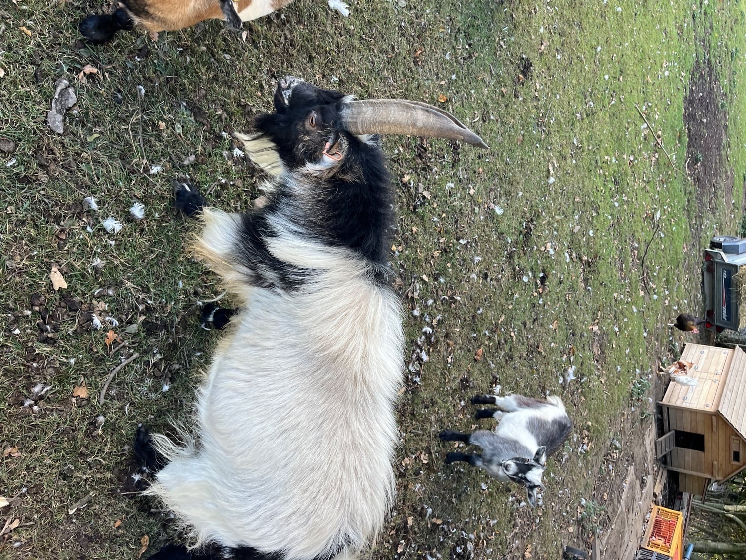 Pygmy billy goat  - Livestock in Durham
