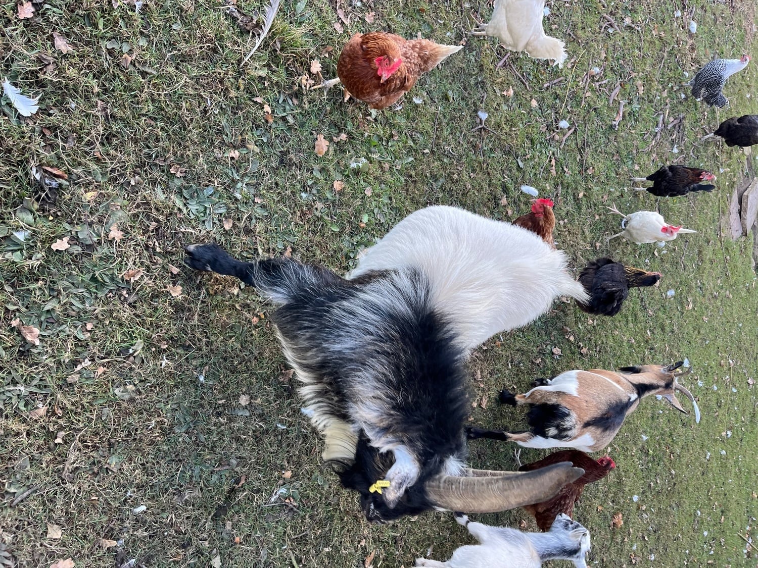 Pygmy billy goat  - Livestock