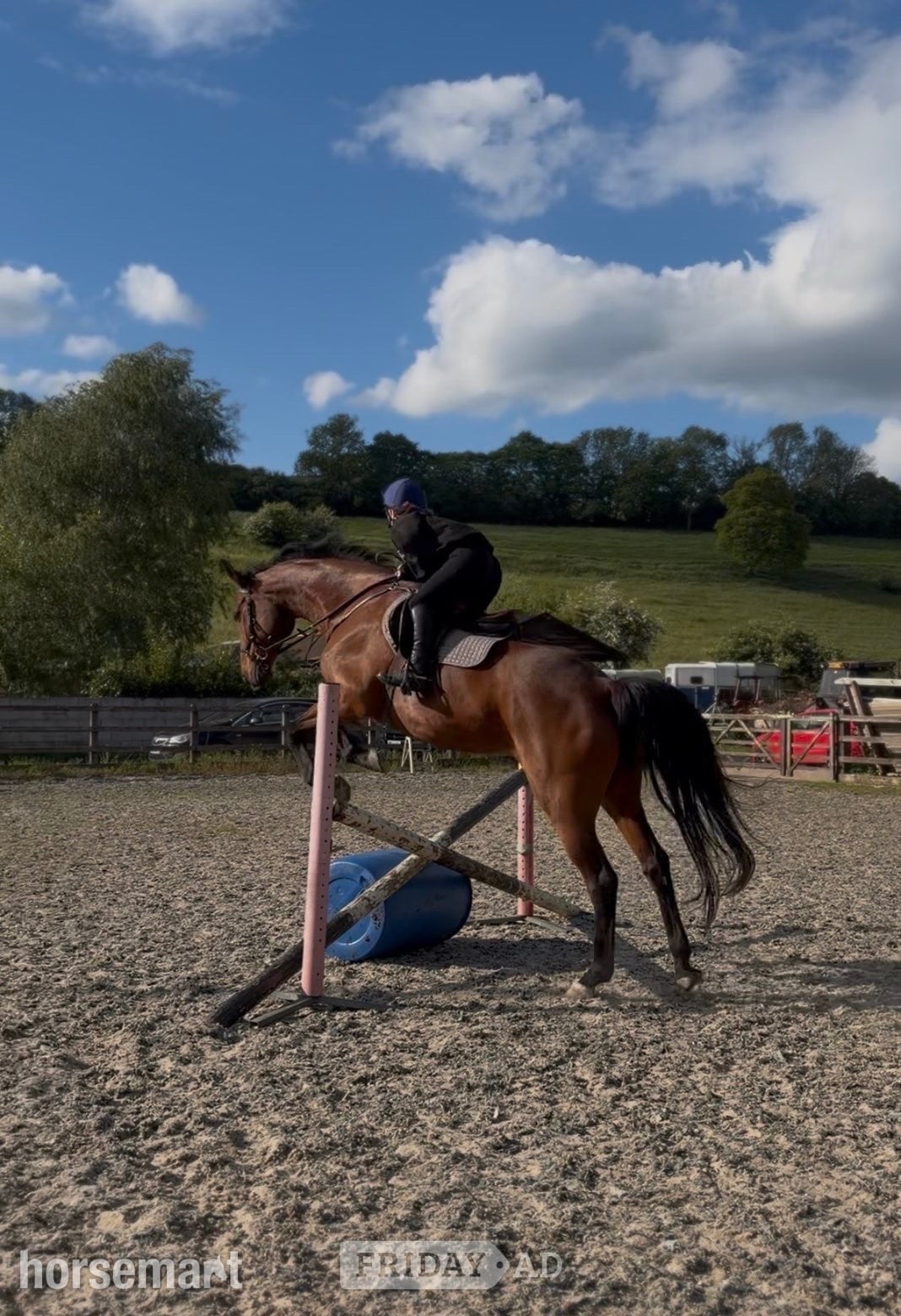 Frome "Pantera " Bay Mare All Rounder