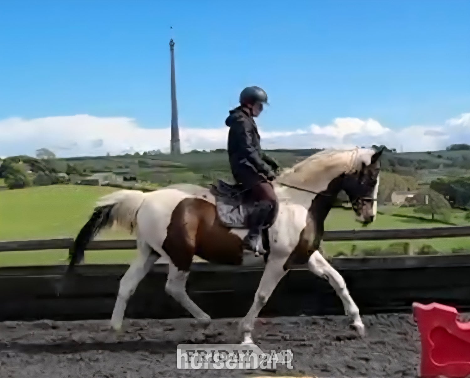 "Safe experienced all rounder " Tobiano Gelding All Rounder