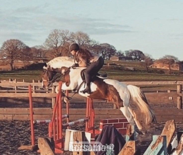 "Safe experienced all rounder " Tobiano Gelding All Rounder in Huddersfield