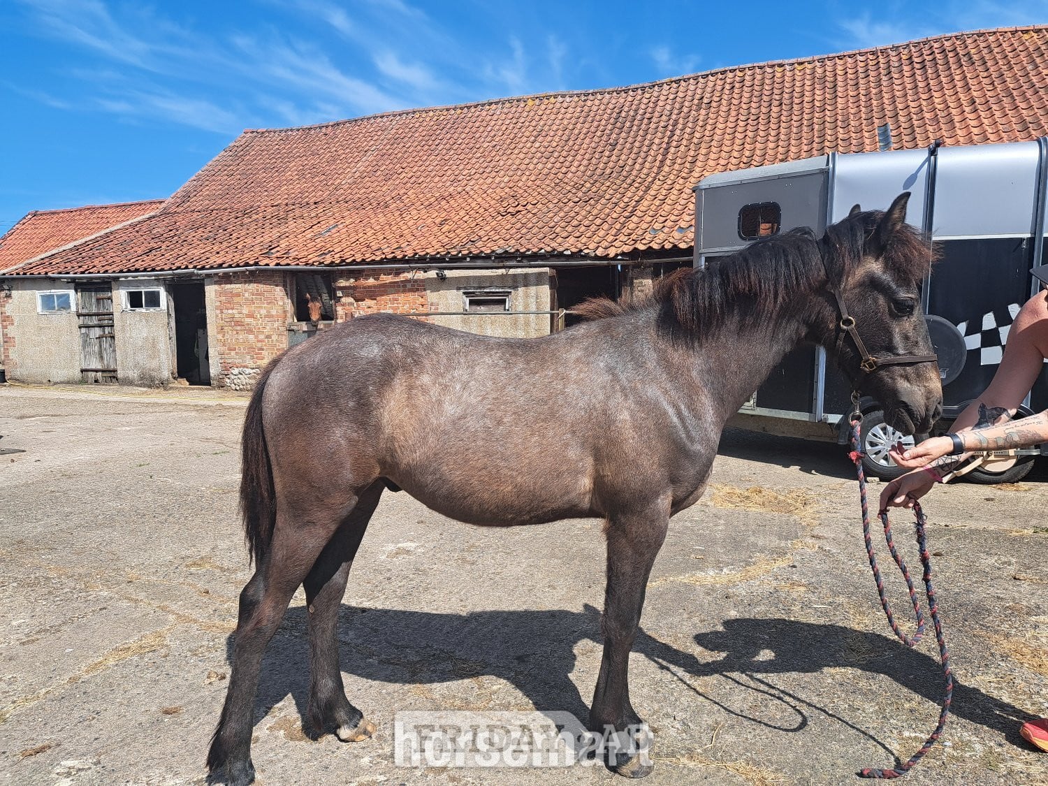 "Maesrons Diamond Guinea" Grey Gelding Youngstock / Foal in Fakenham
