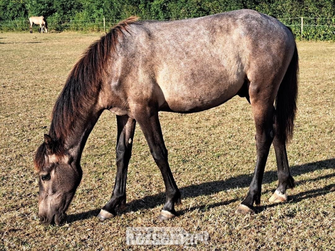 "Maesrons Diamond Guinea" Grey Gelding Youngstock / Foal