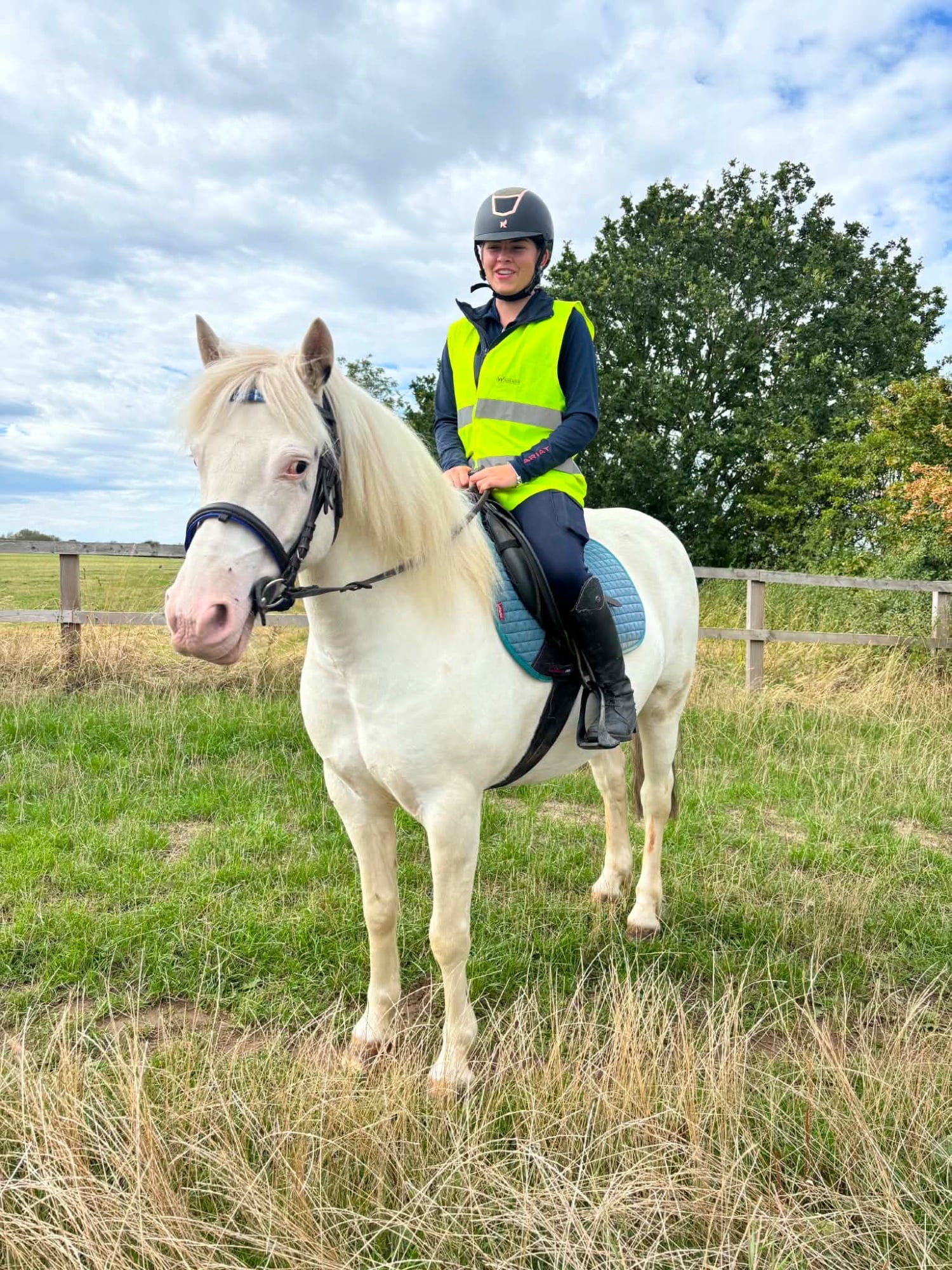 "Benny" Grey Gelding All Rounder