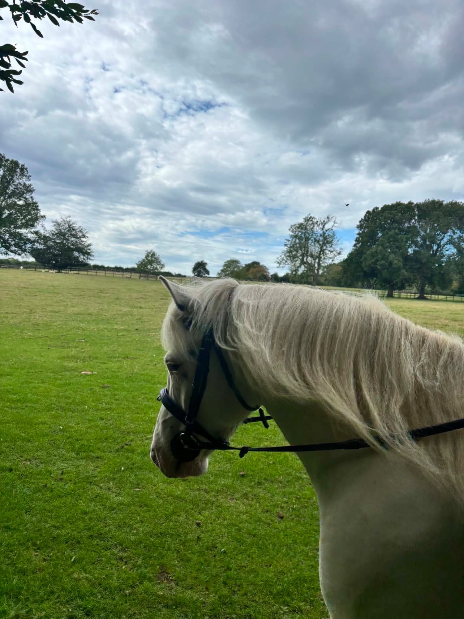 Hinckley "Benny" Grey Gelding All Rounder