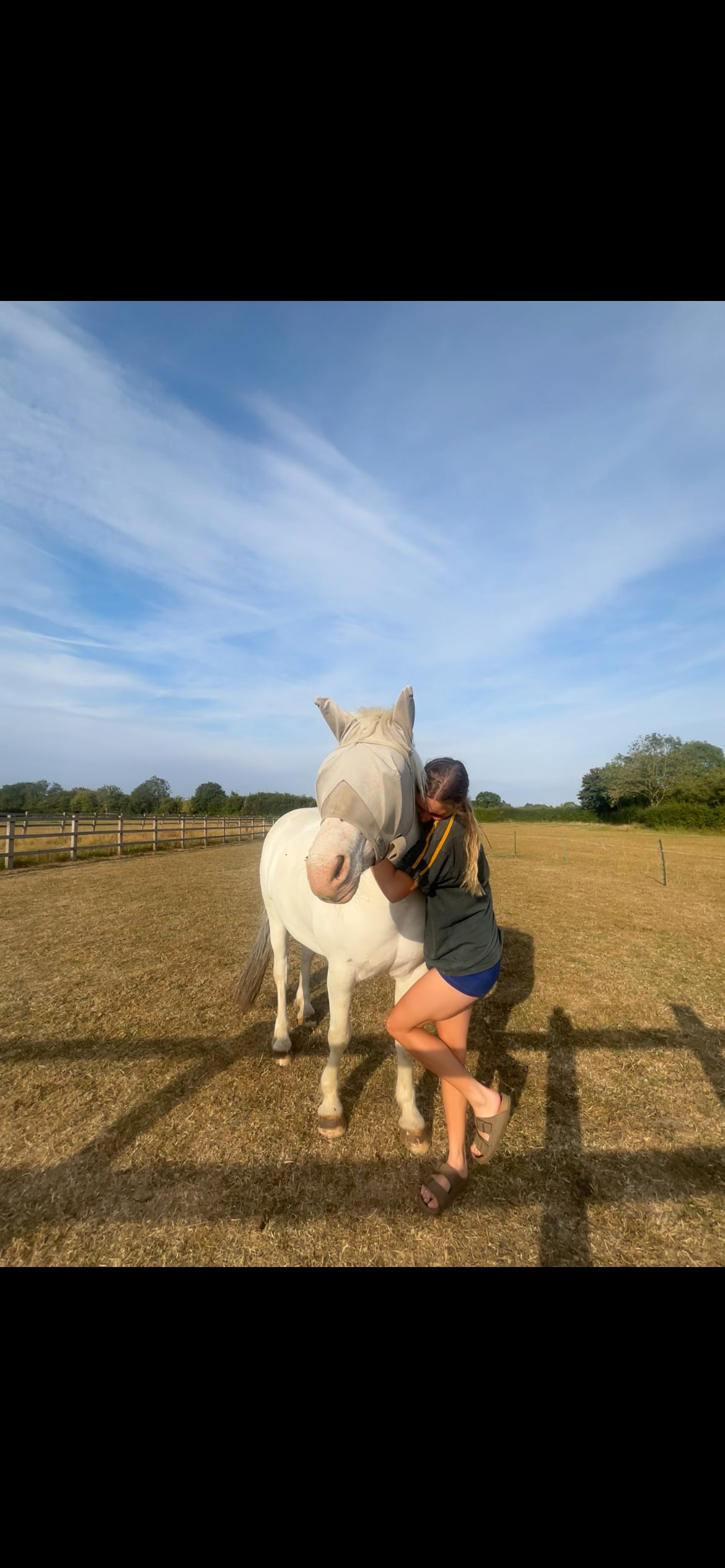 "Benny" Grey Gelding All Rounder - Horses in Hinckley