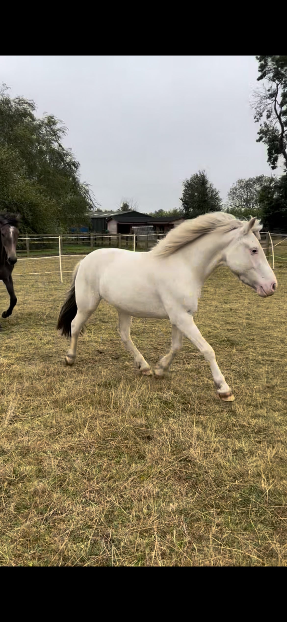"Benny" Grey Gelding All Rounder - Horses